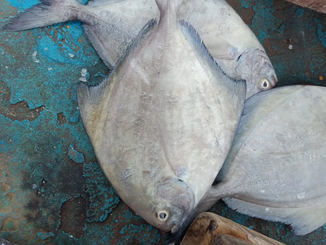 Freshly landed pomfret on the painted deck of a fishing boat